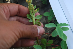 Botrychium alaskense