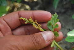 Botrychium alaskense