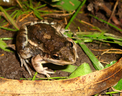 Leptodactylus latinasus