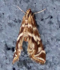 Petrophila avernalis