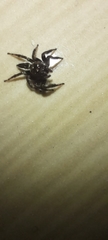 Carrhotus viduus