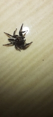 Carrhotus viduus
