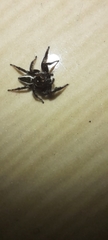 Carrhotus viduus