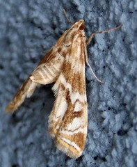 Petrophila avernalis