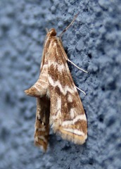 Petrophila avernalis