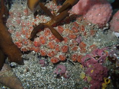 Metandrocarpa protostigmatica