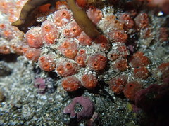 Metandrocarpa protostigmatica