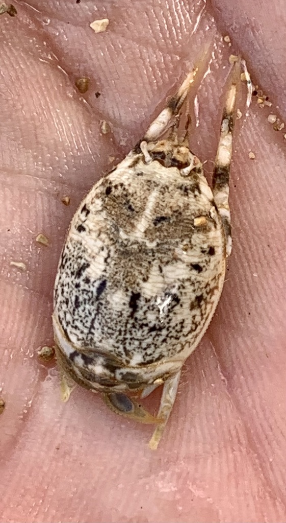 Pacific mole crab