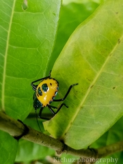 Catacanthus