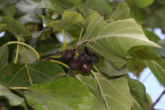 Cordia subcordata