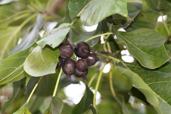 Cordia subcordata