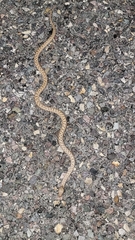 Hypsiglena chlorophaea loreala