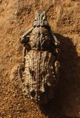 Microcerinae