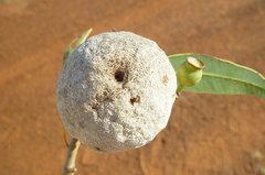 Cystococcus pomiformis