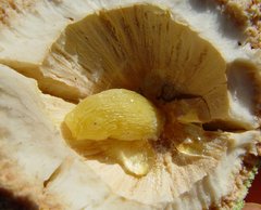 Cystococcus pomiformis