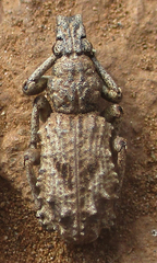 Microcerinae