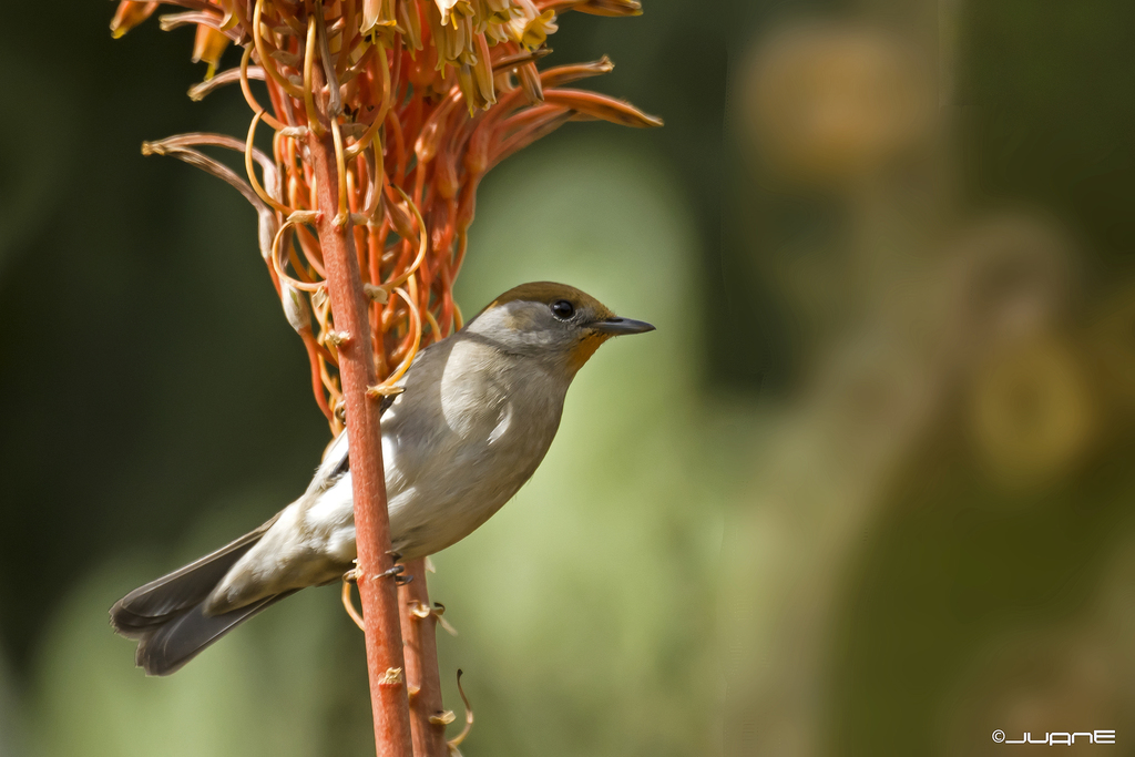 Western Blackcap