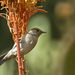 Madeira Blackcap - Photo (c) Juan Emilio, some rights reserved (CC BY-SA)