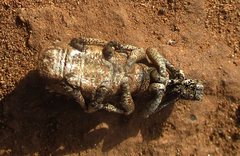 Microcerinae