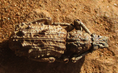 Microcerinae