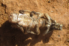 Microcerinae
