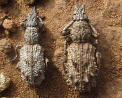 Microcerinae