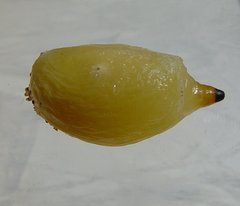 Cystococcus pomiformis