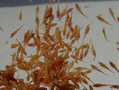 Cystococcus pomiformis