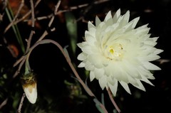 Rhodanthe chlorocephala