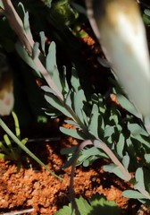 Rhodanthe chlorocephala