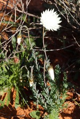Rhodanthe chlorocephala