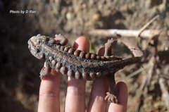 Tylototriton shanjing