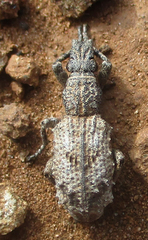 Microcerinae
