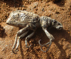 Microcerinae