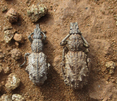 Microcerinae