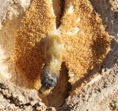 Cystococcus pomiformis