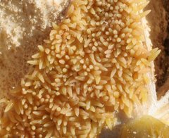 Cystococcus pomiformis