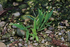 Dichanthelium scribnerianum