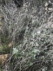 Brickellia nevinii