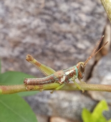 Pirithoicus ophthalmicus