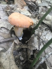Cantharellus persicinus