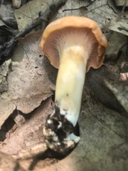 Cantharellus persicinus