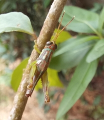 Pirithoicus ophthalmicus
