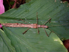 Trachythorax maculicollis