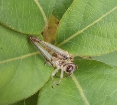 Pirithoicus ophthalmicus