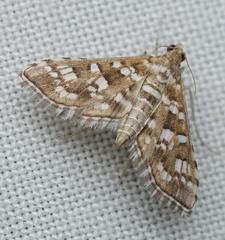 Sameodes