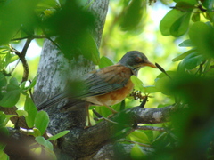Turdus rufopalliatus