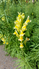 Linaria vulgaris