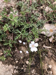 Geranium bellum