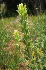 Castilleja glandulifera